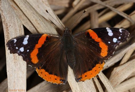 Red Admiral Butterfly - Vanessa atalanta - North American Insects & Spiders