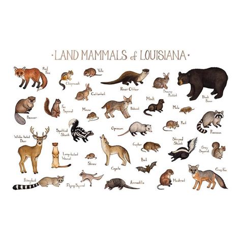 Louisiana Land Mammals Field Guide Art Print Animals Of Etsy