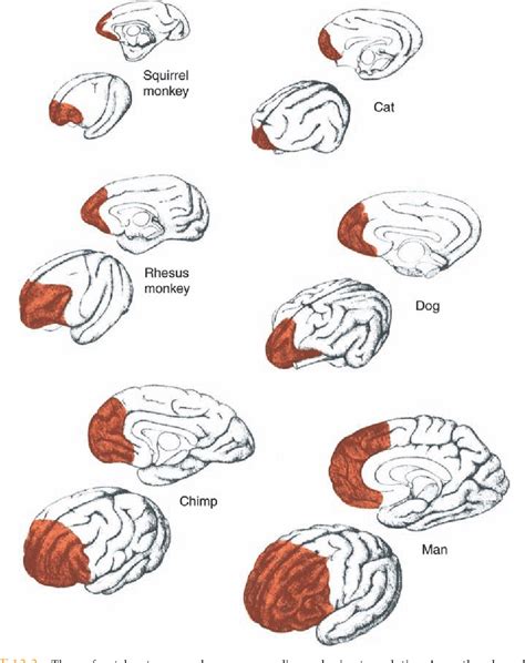 Figure 12.1 from A RECONSTRUCTION OF THE INJURY TO PHINEAS GAGE ...