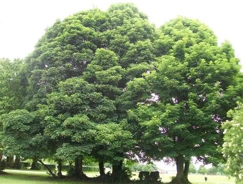 Acer Pseudoplatanus Toda la información sobre este árbol