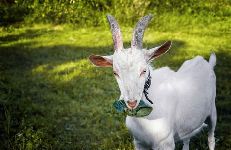 Everything You Need to Get Started Raising Backyard Goats - A-Z Animals