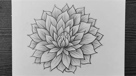 How To Draw A Realistic Dahlia Flower // Dahlia Flower Drawing Step By ...