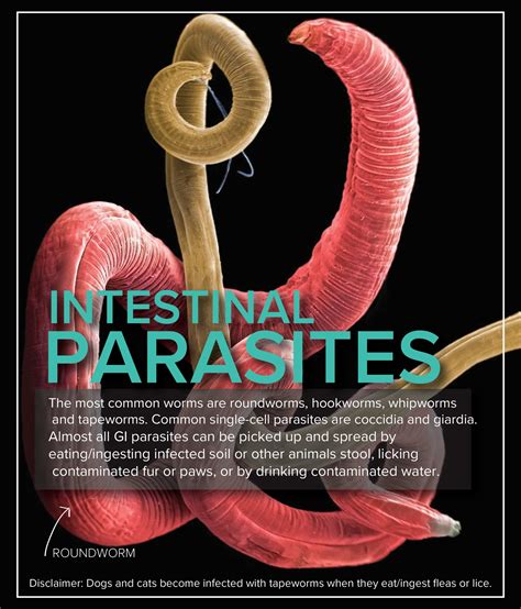 Parasites | Summer's Animal Hospital & House Call Practice