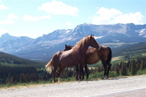 Wild Horsesglacier Park Montana Horses Glacier Park Wild Horses