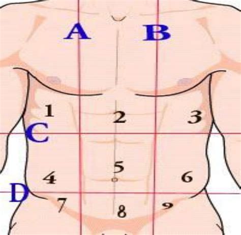 Diagrama De Regiones Abdominopelvicas Quizlet