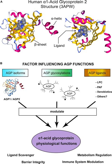 Frontiers Into The Labyrinth Of The Lipocalin α1 Acid Glycoprotein