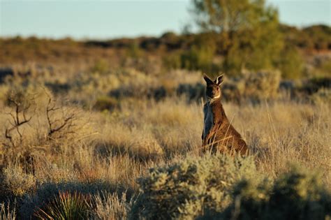 Kangaroo cruelty receives national attention on ABC’s 7.30 | Animals ...