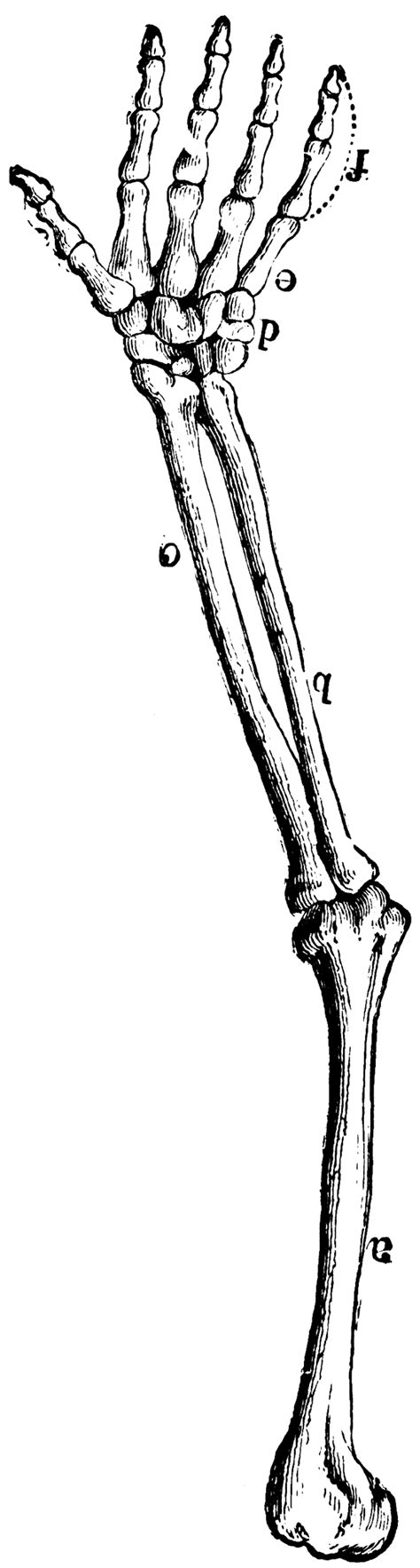 Arm Bones | ClipArt ETC