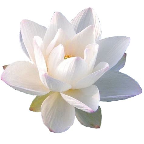 Nelumbo nucifera flower 21506109 PNG
