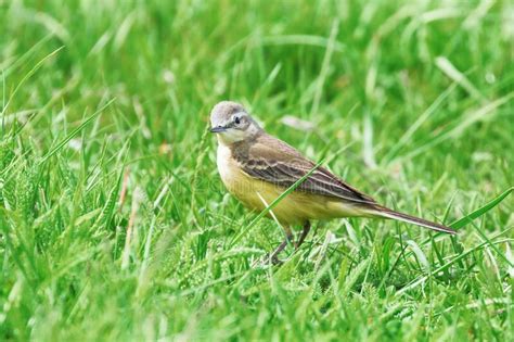 Ave Amarilla Occidental Wagtail Motacilla Flava Imagen De Archivo