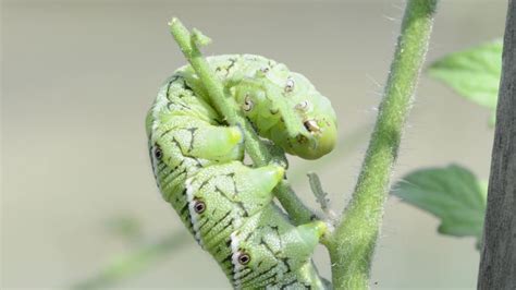 Tomato Hornworm Caterpillar Stock Video Footage - 4K and HD Video Clips | Shutterstock