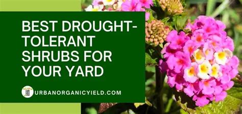 11 Best Drought Tolerant Shrubs For Your Yard | UrbanOrganicYield.com