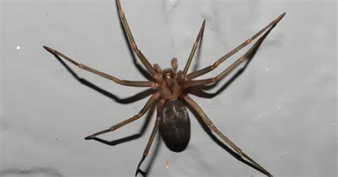 Keep Brown Recluse Spiders Away With A Few Kitchen Essentials