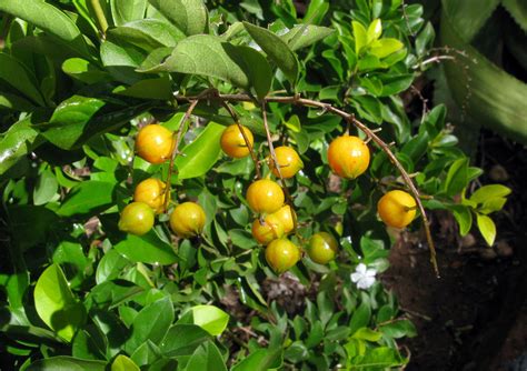 Central African Plants A Photo Guide Duranta Erecta L