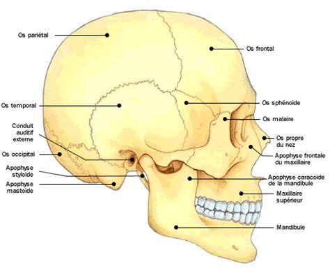 Anatomie Des Os Du Crâne