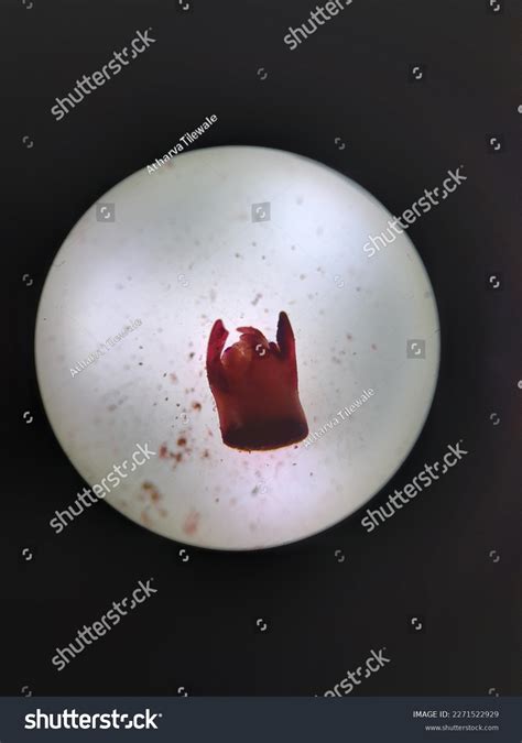 23+ Apical Meristem Diagram - DorinoAlaiham