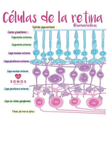 Histología de la Retina Rvinsh Shcn uDocz