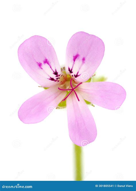 Flor De Geranio Rosa Aislada En Grava Pelargonium De Fondo Blanco