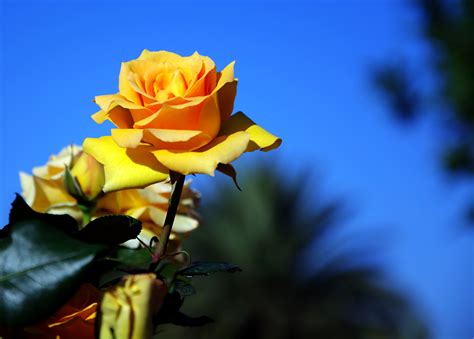 gambar menanam sinar matahari daun bunga musim semi botani flora