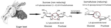 Origin and structure of isomaltulose. Based on: Lina, Jonker, and ...