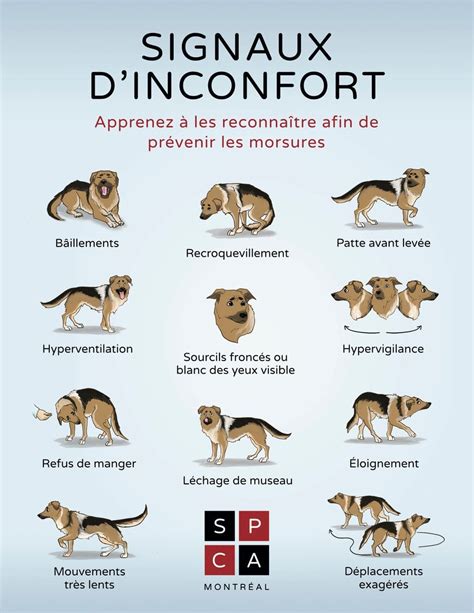 Signaux D Apaisement Archives Ducateur Comportementaliste Canin