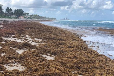 The Hot Gross Blob Plastic And Seaweed Mix Could Spell Trouble