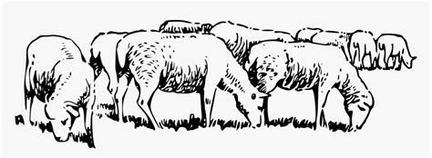 Artlivestockmonochrome Photography Black And White Sheep Clip Art