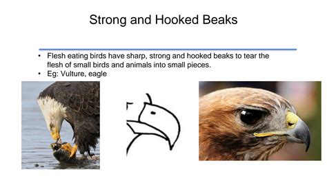 SOLUTION: Beaks of birds - Studypool