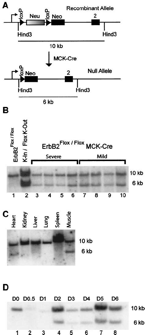 Mck Cre Mediated Excision Of Loxp Fl Anked Erbb2 A The Schematic Of