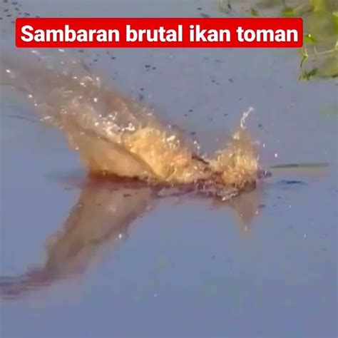 Mantap Sambaran Brutal Ikan Toman YouTube