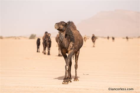 Marathon Des Sables Mds The New Features Discussed Ian Corless