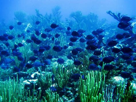 Virgin Islands Coral Reef National Monument, St. John | cityseeker