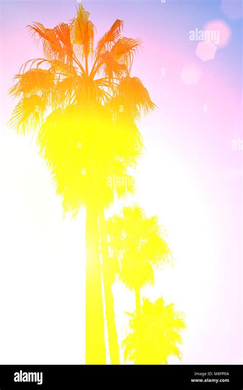 Retro image of Palm trees and beautiful sunset. Natural background with copy space Stock Photo ...