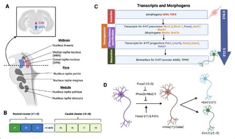 Development Of Serotonergic Neurons With Their Associated Transcription Download Scientific