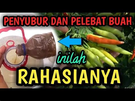 Cara Membuat Zpt Alami Organik Lengkap Hormon Auksin Sitokinin Dan