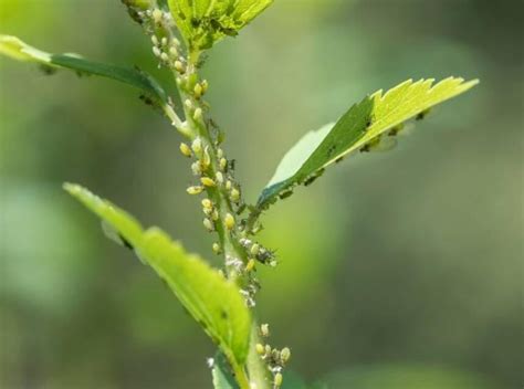 Las Especies Invasoras Amenazan La Biodiversidad