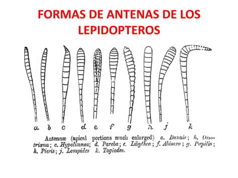 Anatomia Externa De Los Insectos Ppt