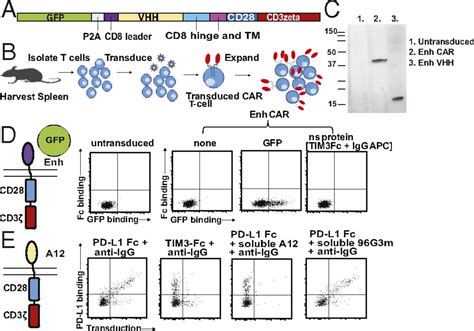 Nanobody Based Car T Cells That Target The Tumor Microenvironment