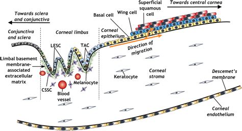 Schematic Representation Of The Corneal Limbal Stem Cell Niche And