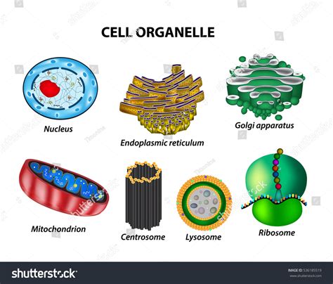 Ribosomes Organelle