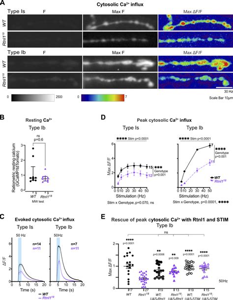 Loss Of Rtnl1 Decreases Evoked Cytosolic Ca 2 Responses In Presynaptic