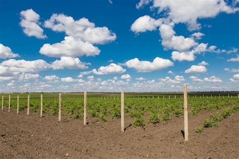 Premium Photo Vineyard Plantation Rows