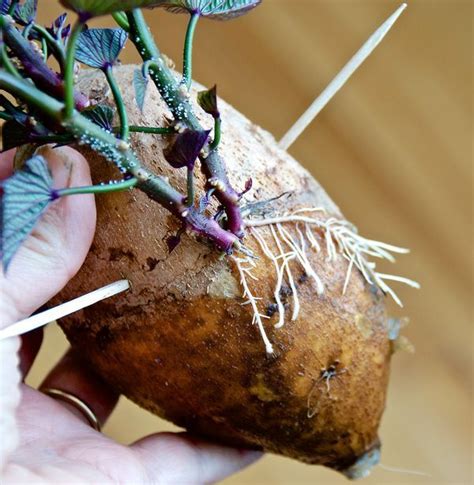 How To Grow Sweet Potatoes In Pots Growing Sweet Potatoes Sweet Potato Plant Sweet Potato Slips