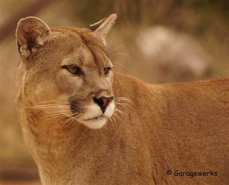 Chausie Cat Pictures and Information - Cat-Breeds.com