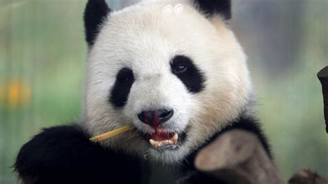 ‘panda Diplomacy China Pledges To Send Adelaide Zoo Two More Pandas