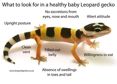 Tips for Maintaining a Healthy Leopard Gecko Tail - Vital Frog