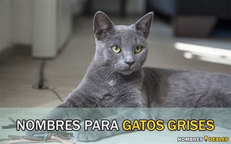 Nombres Ideales Para Gatos Ideas Creativas Para Llamar A Tu Felino