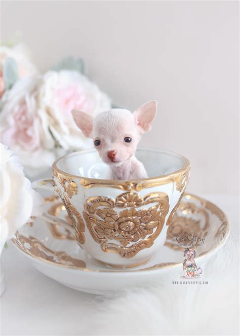 Teacup Chihuahua Breeders FL | Teacup Puppies & Boutique