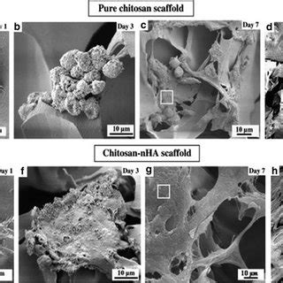 Scanning Electron Microscopy Images Of Pre Osteoblasts Seeded On