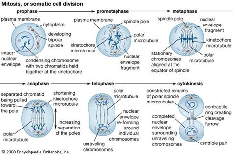 Cell Division Of A Cat Blog